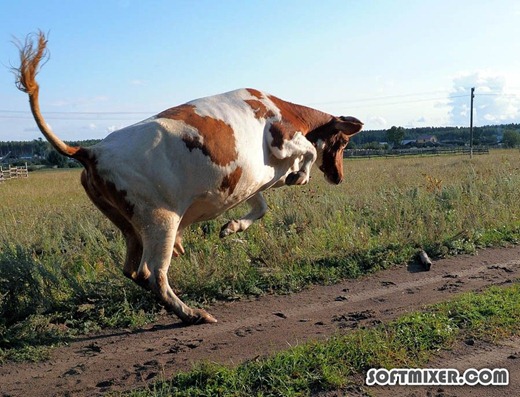 [1354711934_prokpli_s_jivotnimi_749l-13%255B7%255D.jpg]