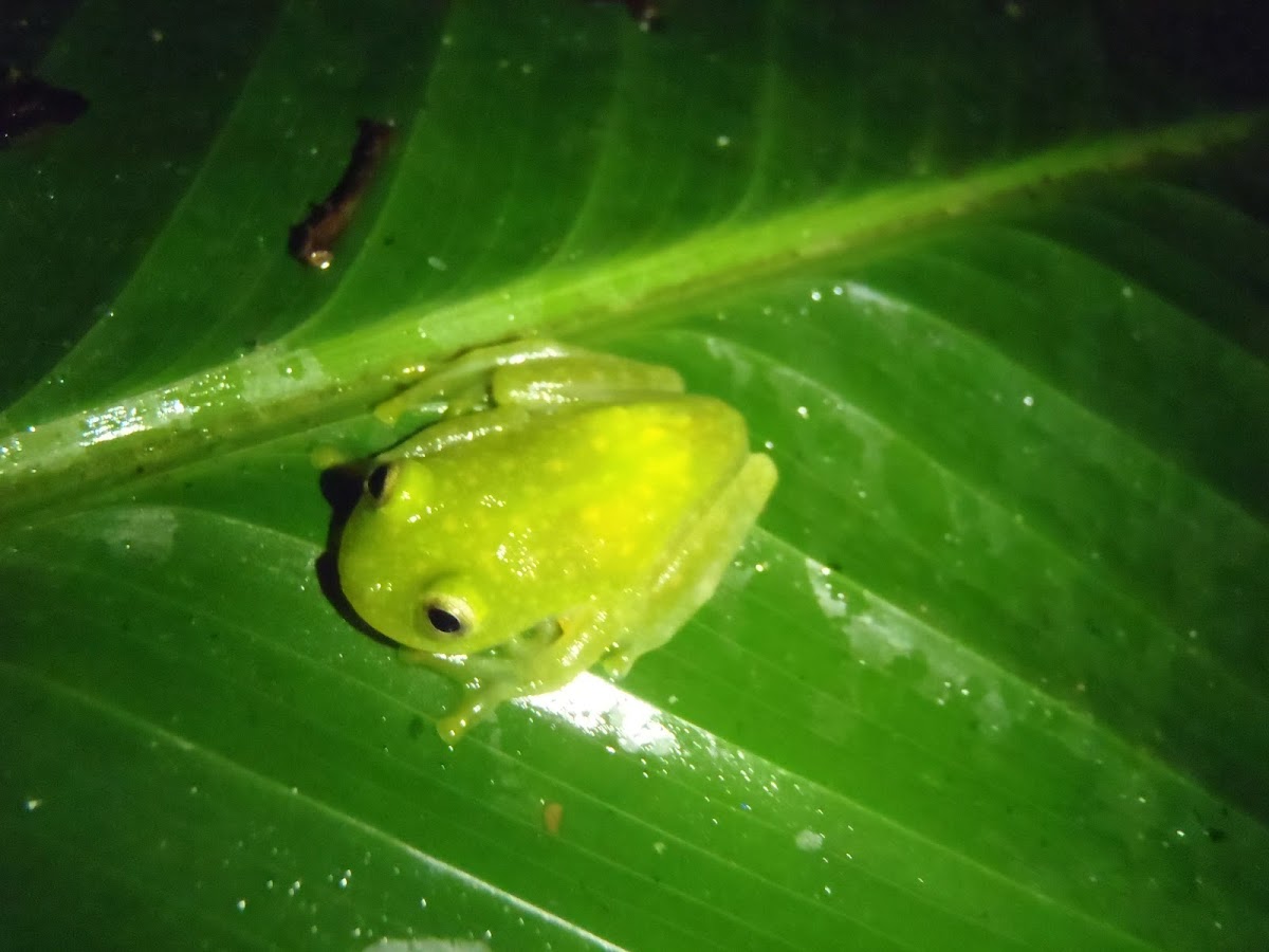 Fleischmann's Glass Frog