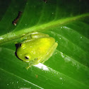 Fleischmann's Glass Frog