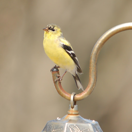 Hd-181307-ascw181307