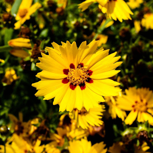 Hd-155109-ascw155109