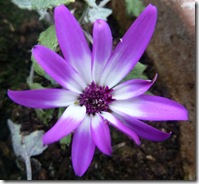 stobshiel flower