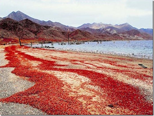 Unique-Red-Crab-Migration-Christmas-Island