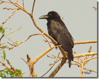 041 Large billed Crow ( Girnari Kagdo