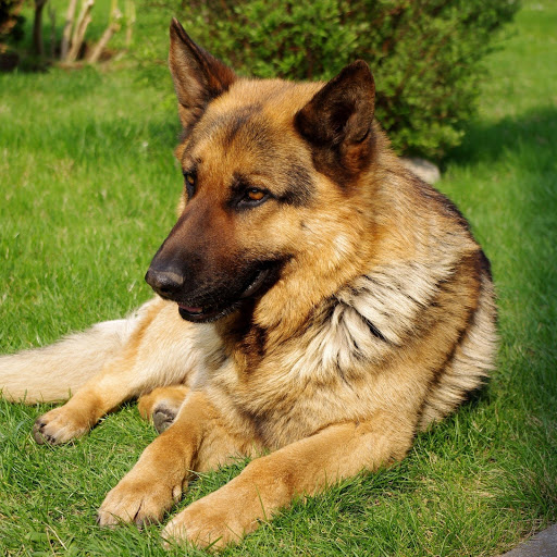 Hd-181824-ascw181824