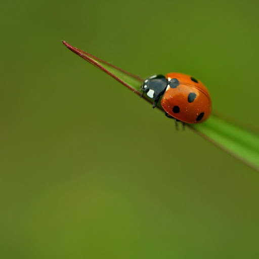 Hd-141795-ascw141795