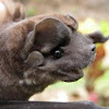 Mastiff bat