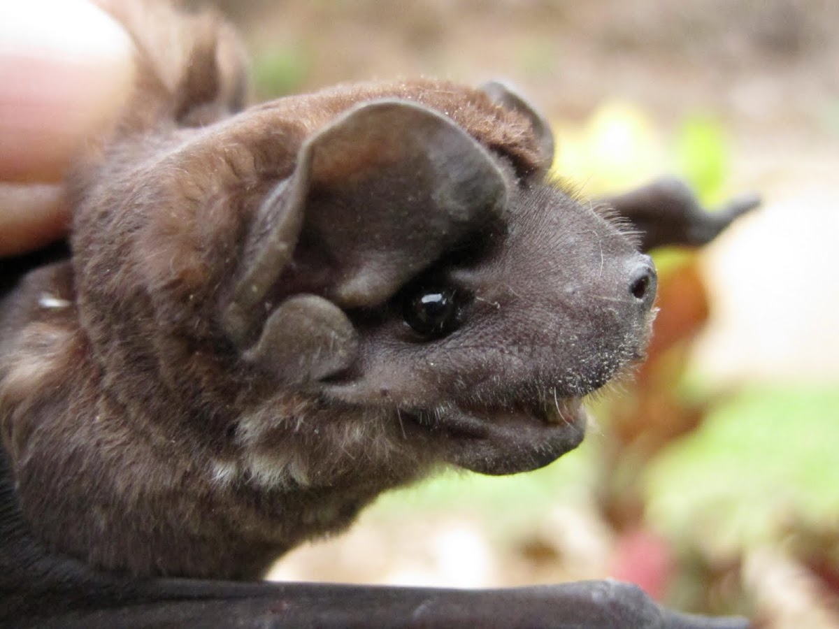 Mastiff bat