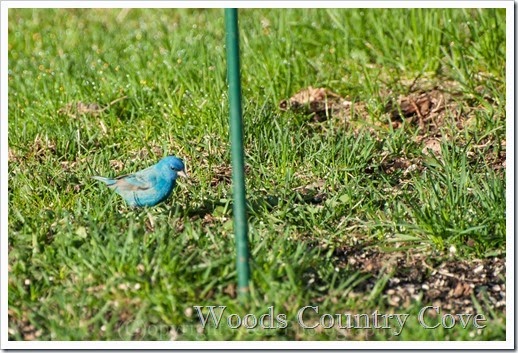 Indigo Bunting (3)