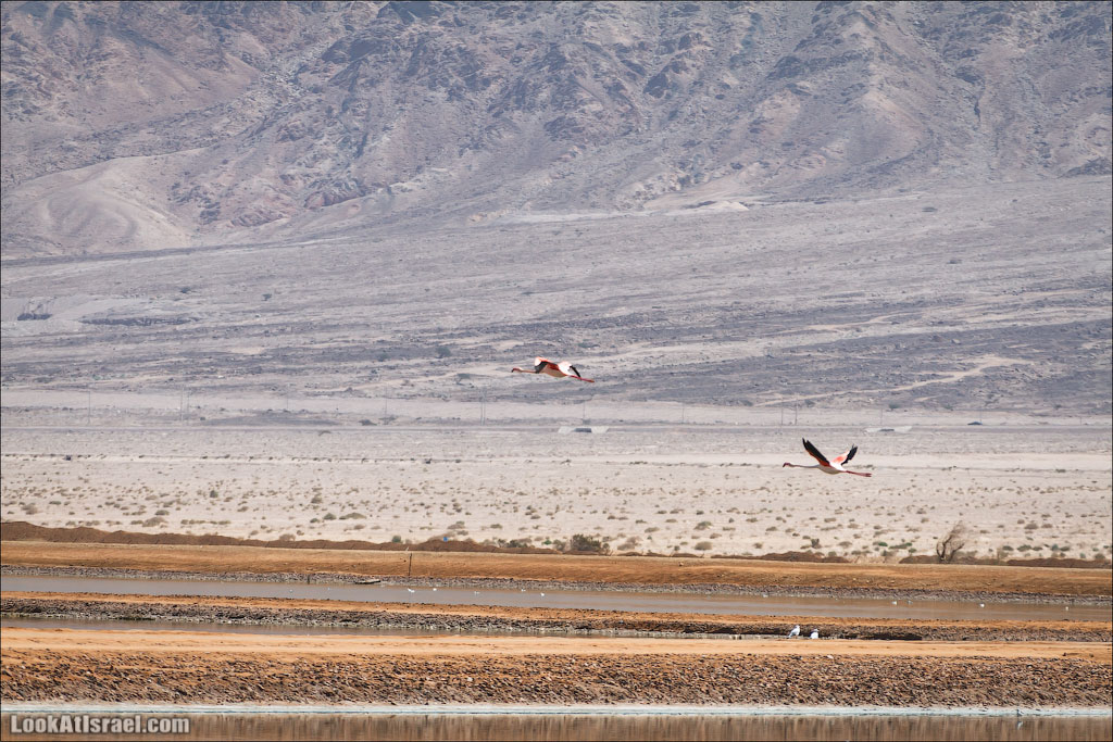 Озера с Фламинго | LookAtIsrael.com: Фото-блог о путешествиях по Израилю. Тель Авив, Иерусалим, Хайфа 