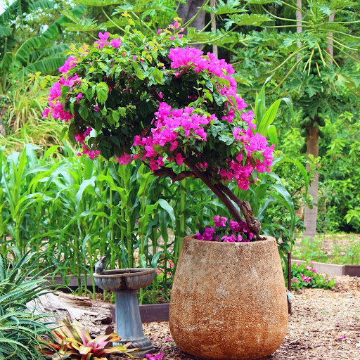 Hd-155842-ascw155842