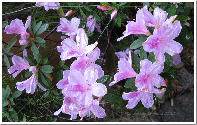 02-14-azaleas