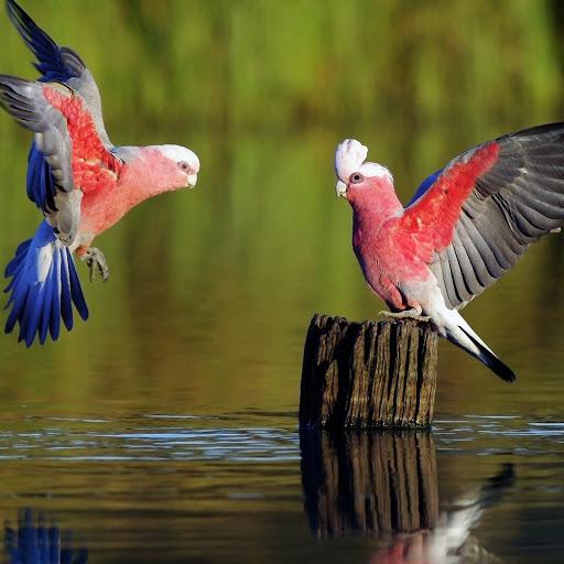 Hd-146614-ascw146614