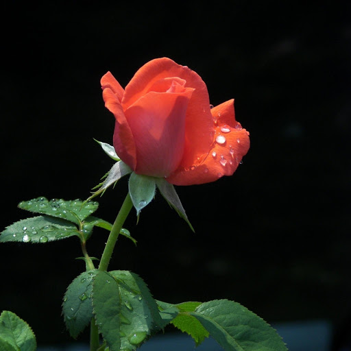 Hd-176161-ascw176161