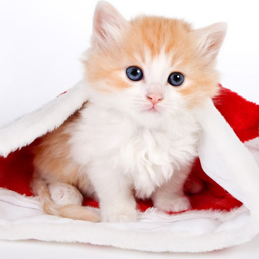 Hd-138507-ascw138507