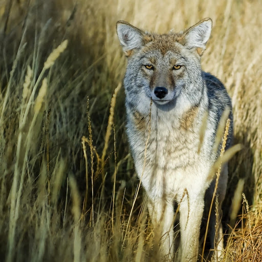 Hd-181162-ascw181162