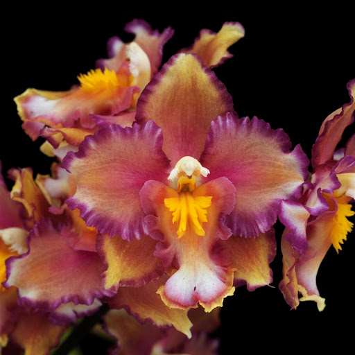 Hd-161884-ascw161884