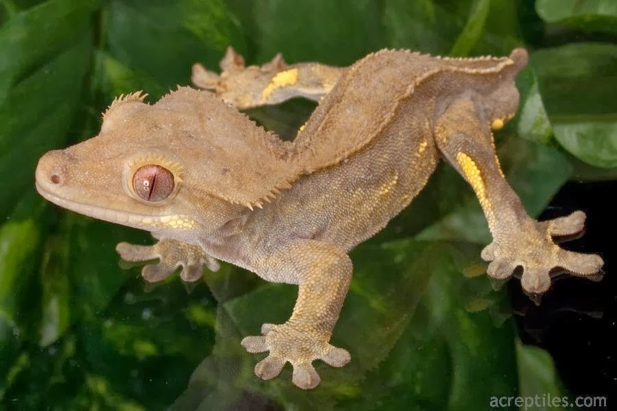 [Amazing%2520Animal%2520Pictures%2520crested%2520geckos%2520%25282%2529%255B3%255D.jpg]
