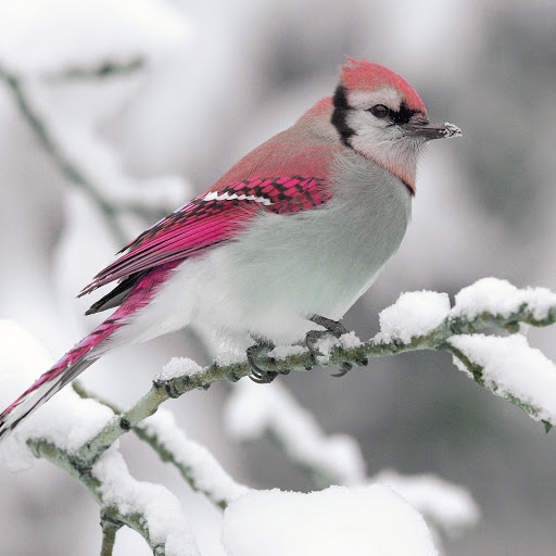 Hd-139501-ascw139501