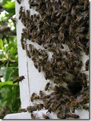 Rojení  a velikost včelstva 101