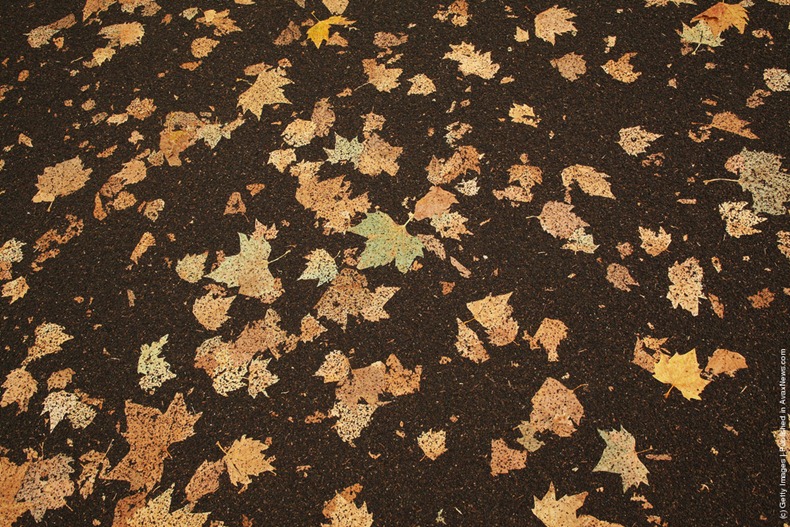 leaves-carpet-1