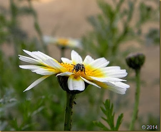 Bee Feeding on Nectar