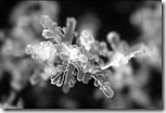 07 snow flake fractal