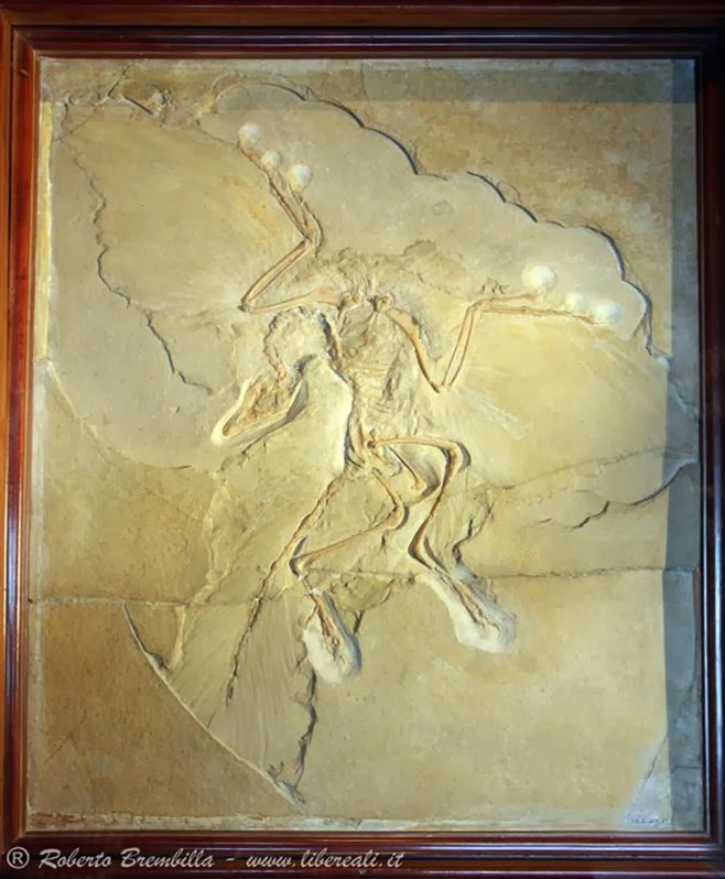 06_Archaeopteryx_Berlino-Brembilla-7300-c (Large)