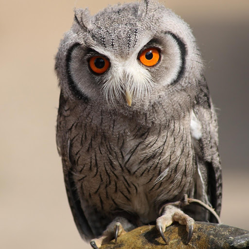 Hd-132593-ascw132593