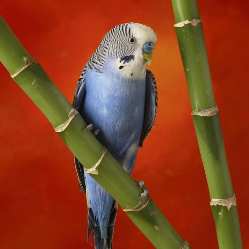 Hd-174090-ascw174090