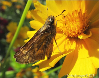 skipper0603 (2)