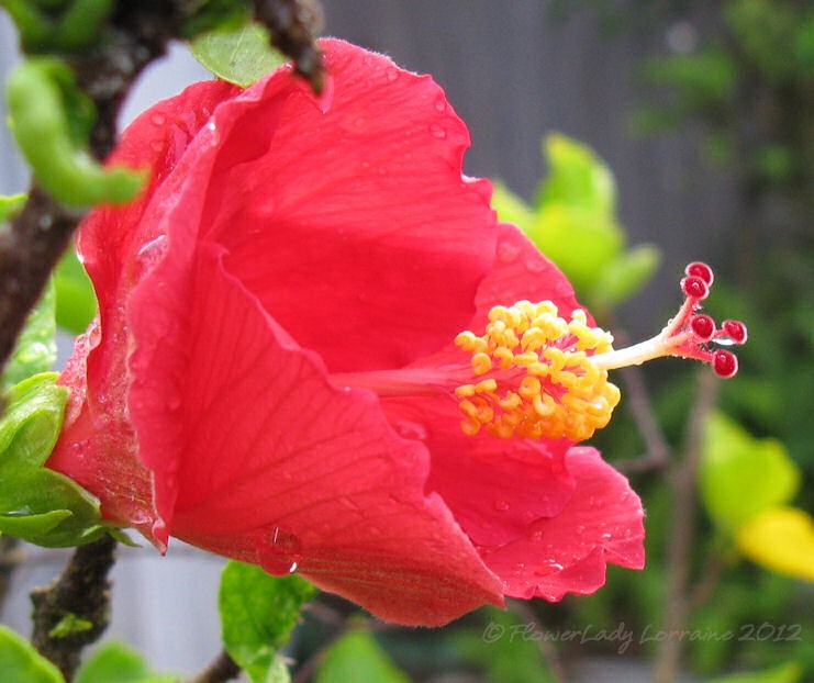 [07-06-hibiscus24.jpg]