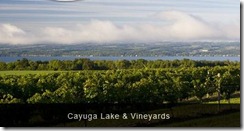 Cayuga Lake and Vineyards