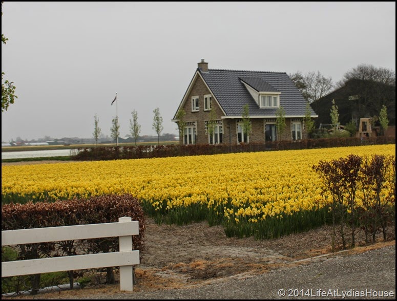Holland Flower Fields 6