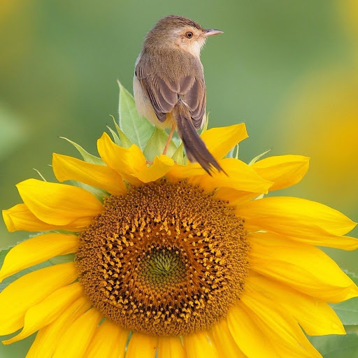 Hd-135521-ascw135521