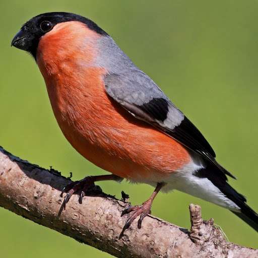 Hd-177856-ascw177856