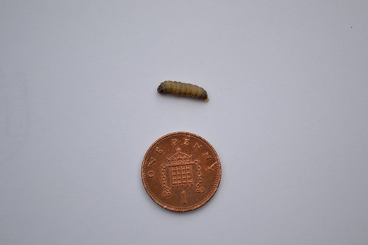 Wax moth larvae - next to one penny piece for size comparison