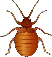 [bed-bug%255B3%255D.png]