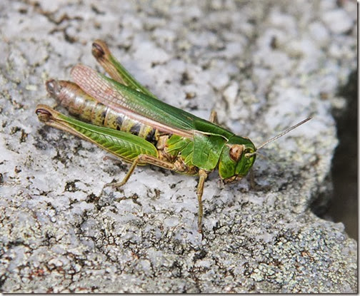 43-common-green-grasshopper