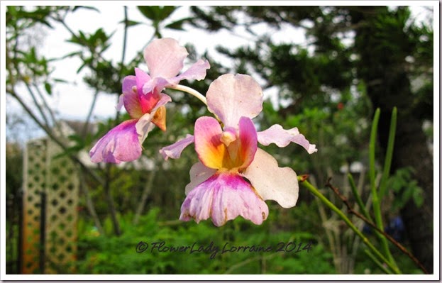 09-22-vanda-miss-joachim-orchids