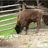 Wisent im Wisentreservat bei Miedzydroje