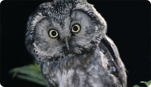 civetta capogrosso3_scheda_specie_grande civetta capogrosso3_scheda_specie_grande