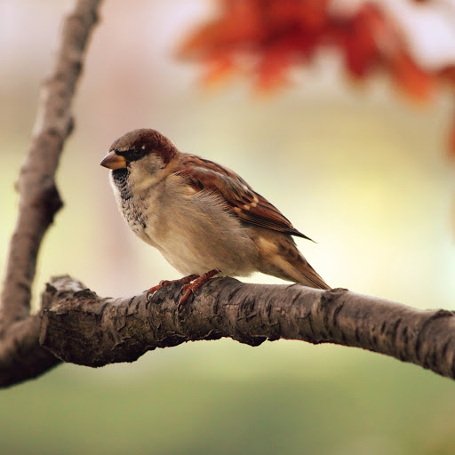 Hd-170490-ascw170490