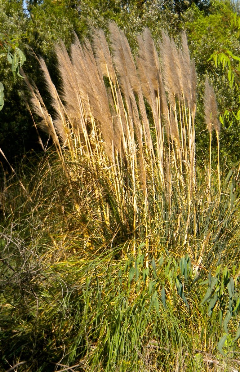 Pampas Grass 