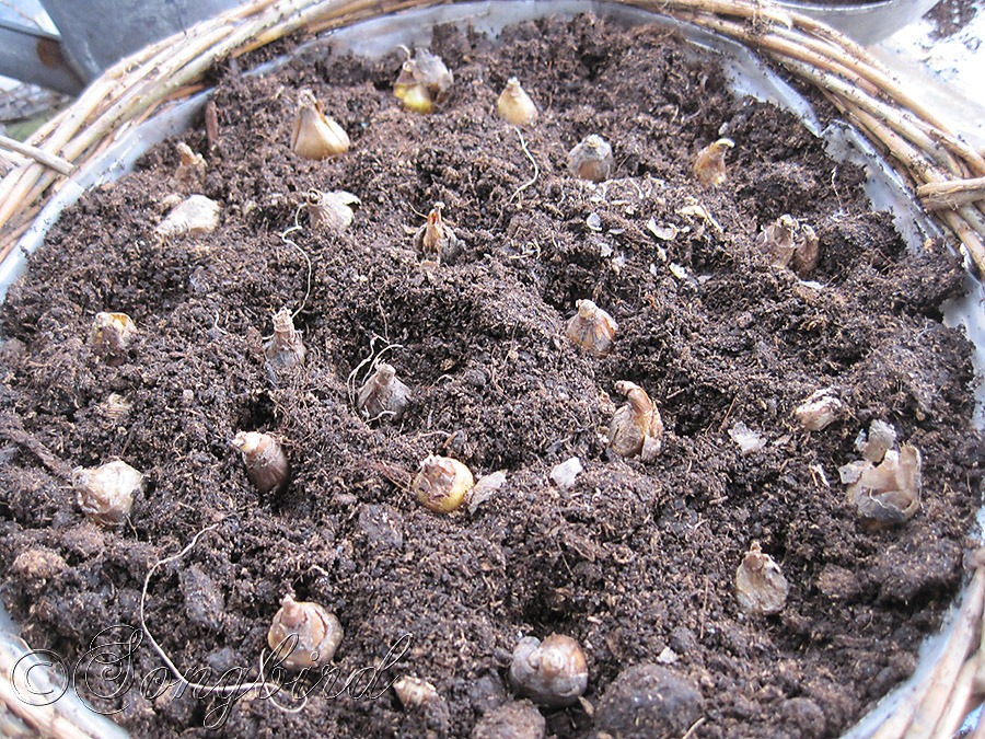 [Planted-Bulbs-in-Container7.jpg]