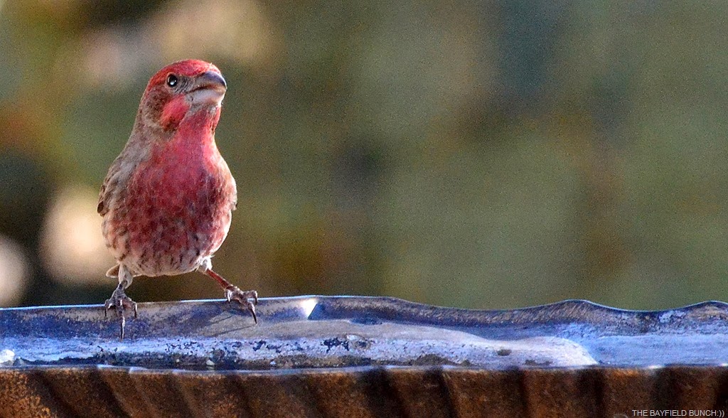 [DSC_0005%255B4%255D.jpg]