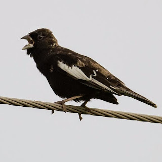 Suara burung lark bunting suara burung