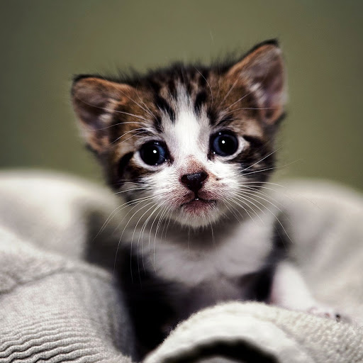 Hd-146276-ascw146276