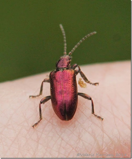 22-Reed-Beetle-Plateumaris-sp
