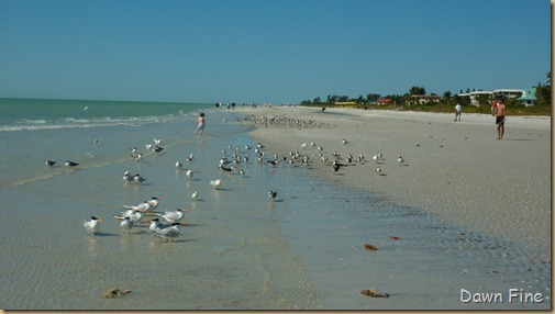 Sanibel Shell and birds_178